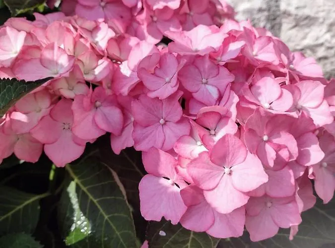 Bed & Breakfast La Casa Di Elsa