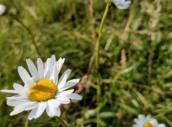 La Casa Di Elsa Polcenigo